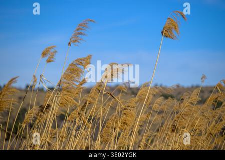 Goldene Schilfgräser, die im Wind unter klarem blauem Himmel schweben, geringe Tiefe des Feldes, natürliche Wiesenlandschaft mit Kopierraum. Stockfoto
