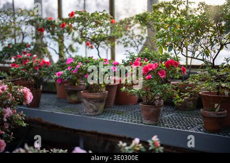 Gewächshausanbau und Kultivierung dekorativer Azalea-Blüten in Töpfen Indoor Gardening Hobbys. Stockfoto