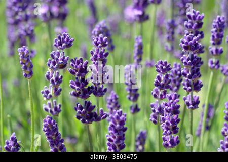 Englischer Lavendel wächst aus nächster Nähe. Lavandula angustifolia „Hidcote“ immergrüner Zwergstrauch mit schmalen grauen Blättern und aromatischen tiefvioletten Blüten. Stockfoto