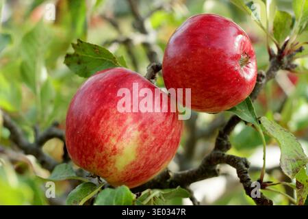 Roter Apfel auf Baumzweig. Malus domestica 'Red Falstaff', Nachtisch-Apfel mit starker Ernte. UK Stockfoto