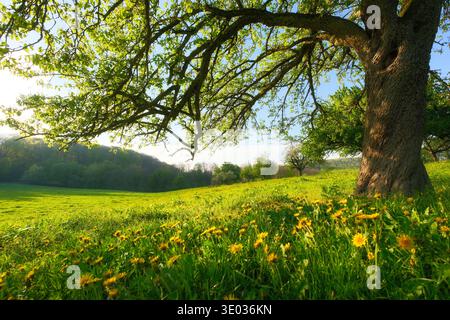 Ländliche paradiesische Landschaft mit einem Baum auf einer grünen Wiese mit Löwenzahnblüten an einem sonnigen Frühlingstag Stockfoto