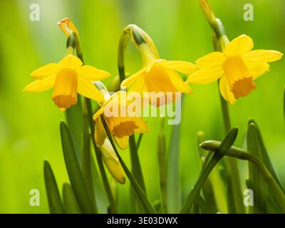 Frühe Frühlingsblühende Narzissen, Narcissus Tete a Tete Stockfoto