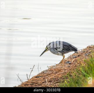 Gestreifter Reihvogel, Butorides striata Stockfoto