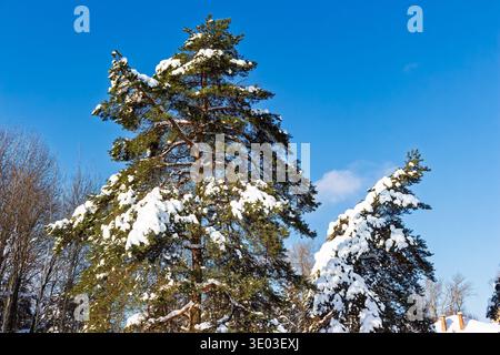 Majestätische, schneebedeckte Kiefern stehen hoch vor einem strahlend azurblauen Himmel und fangen die frische Ruhe eines Winterwunderlandes ein. Leuchtend grüne Nadeln pe Stockfoto