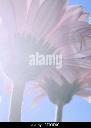 Rosa Gerbera Gänseblümchen und sonnigen Himmel, Frühling Natur Konzept Stockfoto