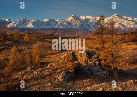 Goldener herbstlicher Lärchenwald, gewundene Schotterstraße, ferne, schneebedeckte Berge bei Sonnenuntergang, warmes Licht, abgelegene Landschaft. Stockfoto