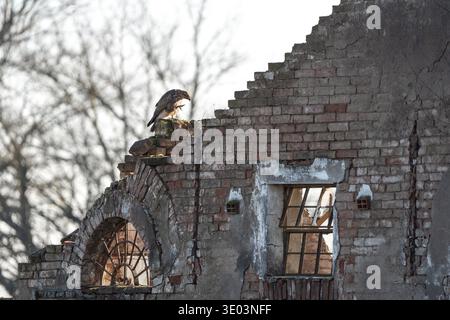 Bussard buteo buteo auf einem Backsteinruine, der Beute in Krallen hält. Dramatische Raubvogel-Szene auf verlassener Architektur im ländlichen lan Stockfoto