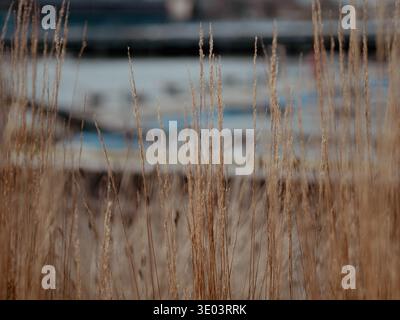Nahaufnahme von trockenem goldenem Küstengras mit verschwommenem Hintergrund des Yachthafens. Stockfoto