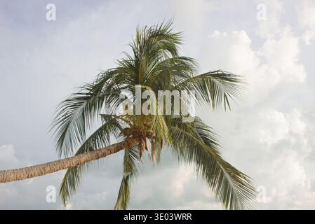 Tropische Palme Gegen Weichen Bewölkten Himmel Stockfoto