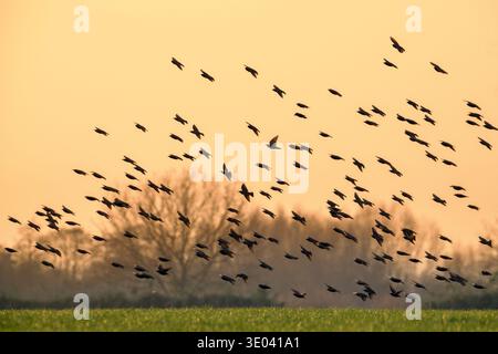 Europäisches Starenmurmeln / große Schar gewöhnlicher Starlinge (Sturnus vulgaris) im Flug Silhouetten vor dem orangefarbenen Sonnenuntergangshimmel Stockfoto