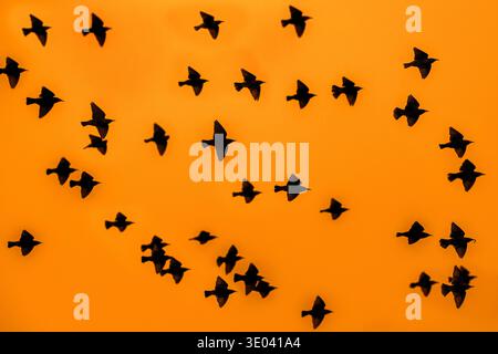 Europäisches Starenmurmeln / große Schar gewöhnlicher Starlinge (Sturnus vulgaris) im Flug Silhouetten vor dem orangefarbenen Sonnenuntergangshimmel Stockfoto