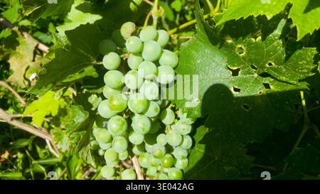 Nahaufnahme eines Strauchs reifender weißer Trauben (Vitis vinifera), der an einer Rebe zwischen grünen Blättern hängt. Stockfoto