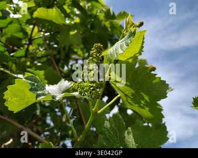 Nahaufnahme der Jungtraubenblüte (Vitis vinifera), die sich im Spätfrühling an einer Rebe entwickelt. Kleine Blütenknospen von Trauben umgeben von üppigem Laub. Stockfoto