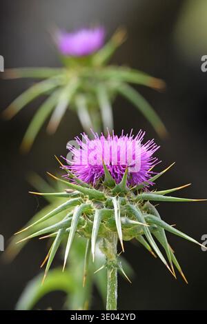Silybum marianum, Heilige Distel, Mariendistel. Stockfoto