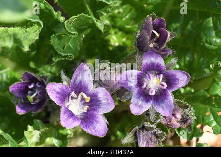 Mandragora. Fliederblüte. Waldblumen Stockfoto