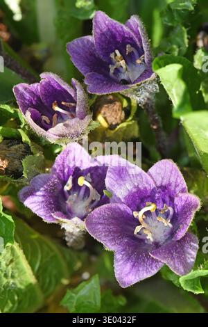 Mandragora. Fliederblüte. Waldblumen Stockfoto