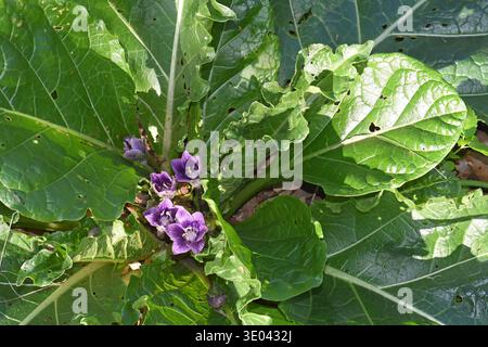 Mandragora. Fliederblüte. Waldblumen Stockfoto