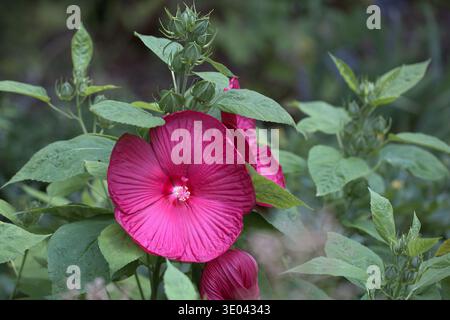 Leuchtend blühender Kopf eines magentafarbenen Luna Rose Hardy Hibiscus (Hibiscus moscheutos) in voller Blüte in einem Sommergarten mit großen zentralen Stamen. Stockfoto