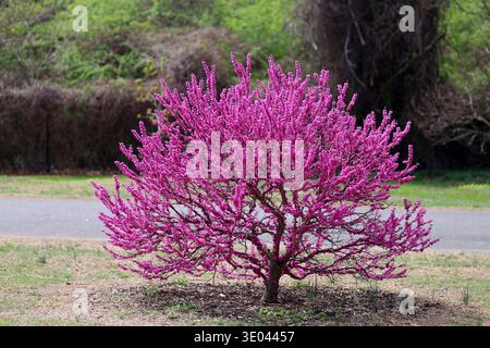Leuchtende magentafarbene Blüten eines Judas-Baumes (Cercis siliquastrum) in voller Frühlingsblüte mit einer dichten Darstellung erbsenartiger rosa-violetter Blüten. Stockfoto