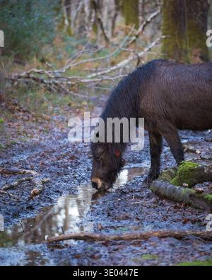Wilde Dartmoor-Ponys in der Moorlandschaft im Dartmoor-Nationalpark, Devon. Stockfoto