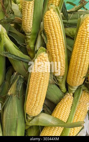 Gelber Maiskolben auf dem Bauernmarkt. Der Landwirt verkauft Bio-Körner auf dem Bauernmarkt. Stockfoto