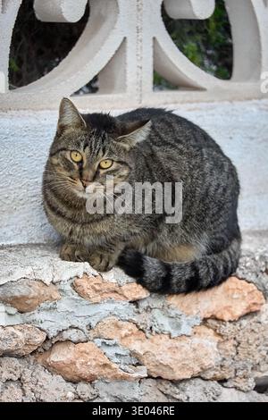 Hauskatze (Felis catus), die auf einer rustikalen Steinmauer in Calpe, Spanien sitzt, mit Blick auf die Kamera, mediterranes Haus Hintergrund, sonniger Tag Stockfoto