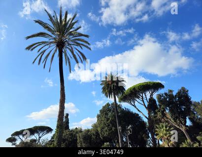 Palmen, Kiefern, verschiedene Bäume und eine alte Straßenlaterne im grünen Raum einer südeuropäischen Stadt. Stockfoto