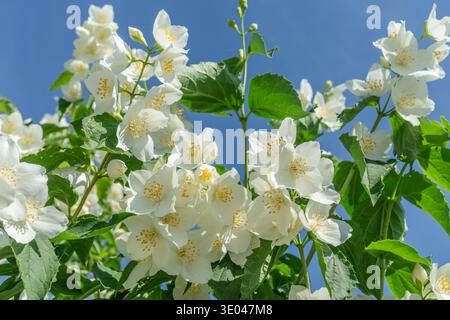 Weiße Jasminblüten blühen auf einem Jasminstrauch (Philadelphus) vor einem klaren blauen Himmel. Diese stark duftende Pflanze ist weithin als Garten-Jasmin bekannt Stockfoto