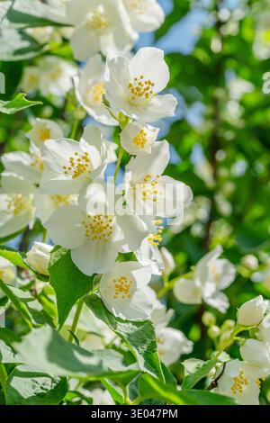 Weiße Jasminblüten blühen auf einem Jasminstrauch (Philadelphus) vor einem klaren blauen Himmel. Diese stark duftende Pflanze ist weithin als Garten-Jasmin bekannt Stockfoto