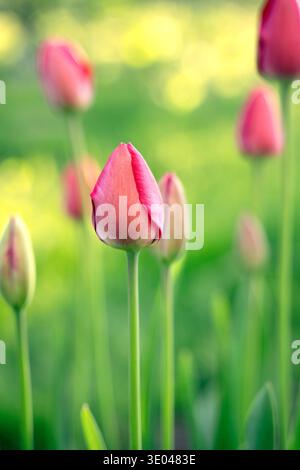 Nahaufnahme von Tulpenknospen mit frischen grünen Blättern auf einem verschwommenen grünen Hintergrund. Stockfoto
