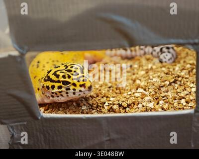 Gelber Leopardengecko in Pappkarton mit Bettwäsche, Nahaufnahme eines Reptilientieres, das aus dem Umzugskarton blickt, süße exotische Tieradoptionen, neue Hausbesitzer Stockfoto
