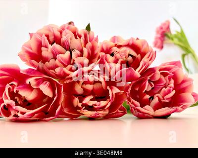 Hellrote und gelbe Tulpenblüten schließen sich auf weißem Hintergrund. Frühlingsstrauß mit zarten Blütenblättern, floralem Stillleben, natürlichem Licht. Stockfoto