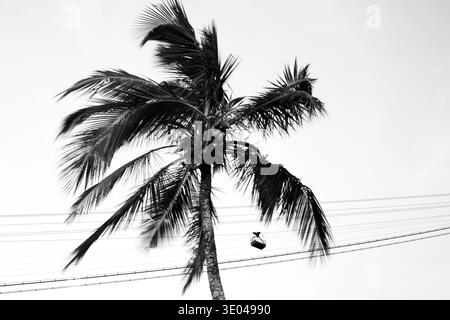 Ein markantes Schwarzweißbild, das die Silhouette einer Palme am Himmel einfängt. Im Vordergrund befinden sich mehrere horizontale elektrische Drähte, Stockfoto
