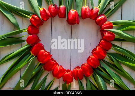 Rote Tulpen bilden Herz auf hölzernem Hintergrund. Helle rote Tulpen in Herzform auf rustikalem weißem Holz, die einen romantischen Frühlingshintergrund schaffen Stockfoto