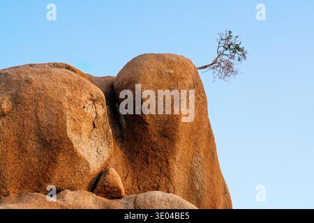 Ein einsamer Baum steht widerstandsfähig auf einer massiven Felsformation vor dem klaren blauen Himmel in Spitzkoppe, Namibia. Diese eindrucksvolle Landschaft zeigt na Stockfoto