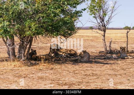 Ein Löwenstolz findet im Etosha-Nationalpark, Namibia, Zuflucht vor der Mittagssonne unter einem Baum. Die ruhige afrikanische Landschaft trägt zu dieser legendären Wildnis bei Stockfoto