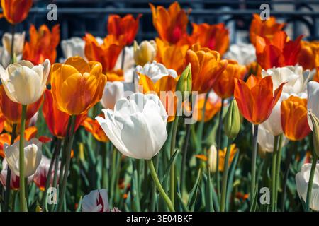 Ein fesselndes Feld aus leuchtenden Tulpen in voller Blüte mit einer brillanten Auswahl an Orangen-, weiß- und roten Blüten. Diese Blumen fangen das Wesen ein Stockfoto