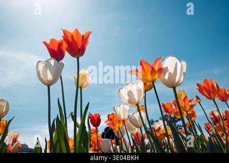Eine atemberaubende Darstellung von leuchtenden orangefarbenen, roten und weißen Tulpen, die in Richtung eines klaren blauen Himmels reichen und die Essenz der Frühlingsblumen in voller Blüte einfangen Stockfoto