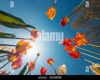 Fängt leuchtende Tulpen in voller Blüte vor einem klaren blauen Himmel ein. Die Blüten neigen sich zur Sonne und verkörpern das Wesen des Frühlings und des natürlichen B Stockfoto