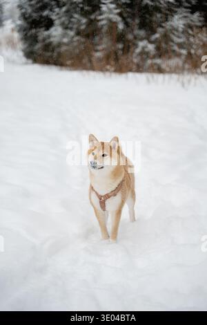 Ein Hund, der ein Gurtzeug trägt, macht einen Spaziergang in einer verschneiten Winterlandschaft. Der Hund steht inmitten einer Schneedecke mit schneebedeckten Bäumen, Exsudi Stockfoto