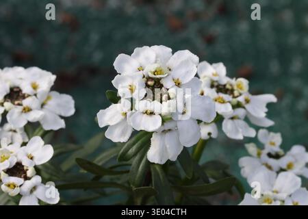 Iberis sempervirens „Snowflake“. Nahaufnahme einer Gruppe weißer Frühlingsbonbons Stockfoto