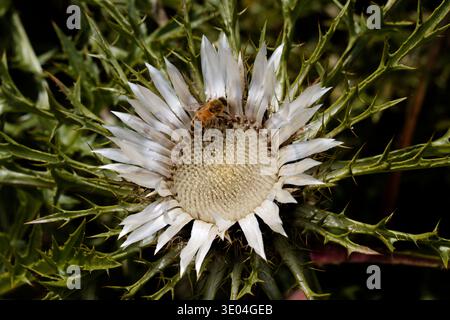 Carlina acaulis, die stemlose Knorcheldistel, Zwergkarlindistel oder Silberdistel, ist eine mehrjährige zweiköpfige Blütepflanze. Stockfoto