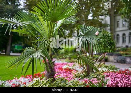 Eine lebendige Gartenszene mit Fächerpalmen (Trachycarpus fortunei) mit üppig grünen Wedeln im Vordergrund, umgeben von farbenfrohen... Stockfoto