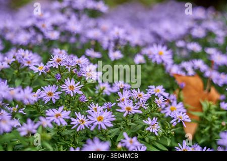 Ein Nahaufnahme von zarten violetten Asterblumen in voller Blüte, aufgenommen in Frankfurt. Das Bild zeigt zahlreiche kleine Gänseblümchen... Stockfoto