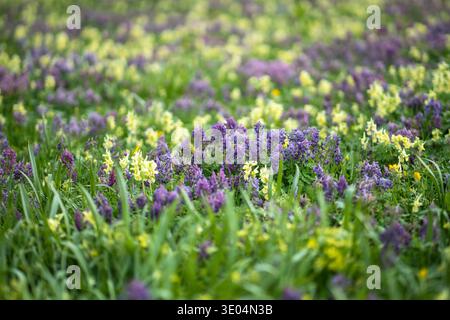 Grüne, üppige Wiese im Stadtpark, bedeckt mit blühenden corydalis-Wildblumen am sonnigen Frühlingstag. Stockfoto
