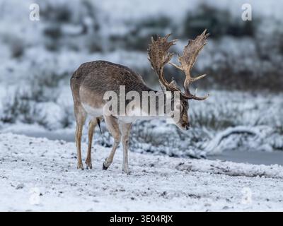 Männliche Damhirsche Stockfoto