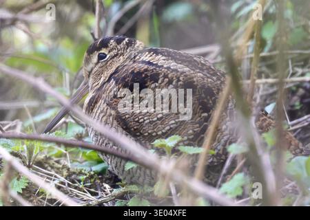Eurasischer Woodcock, getarnt unter einem Busch Stockfoto