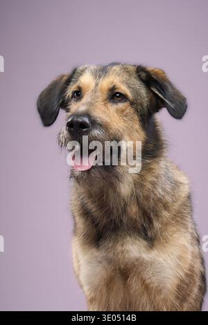 Der Hund dreht seinen Kopf leicht nach rechts in einer neutralen Haltung. Sein Fell ist eine Mischung aus Grau und Braun. Stockfoto