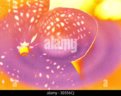 Abstrakte digitale Kunst einer leuchtenden violetten und orangen Orchidee mit gepunkteten Blütenblättern. Moderne, körnige botanische Komposition, perfekt für Wellness, Luxusmarke Stockfoto
