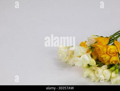 Frische gelbe und weiße Freesien-Blüten auf weißem Hintergrund mit großem Kopierraum angeordnet. Minimales Frühlingsgeblümtes für Grußkarten Stockfoto